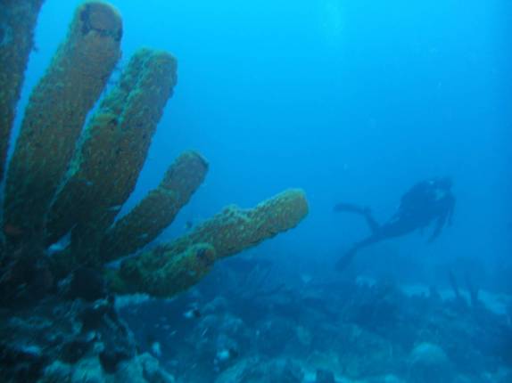 O primeiro mergulho em Bonaire, quase no centro de Kralendijk